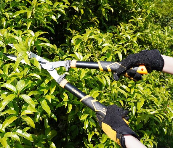 Hedge Shere 22" Ingco hhs60011
